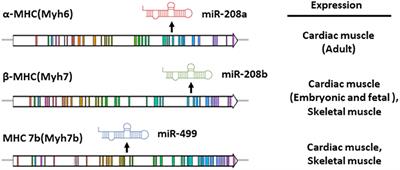 miR-208a in Cardiac Hypertrophy and Remodeling